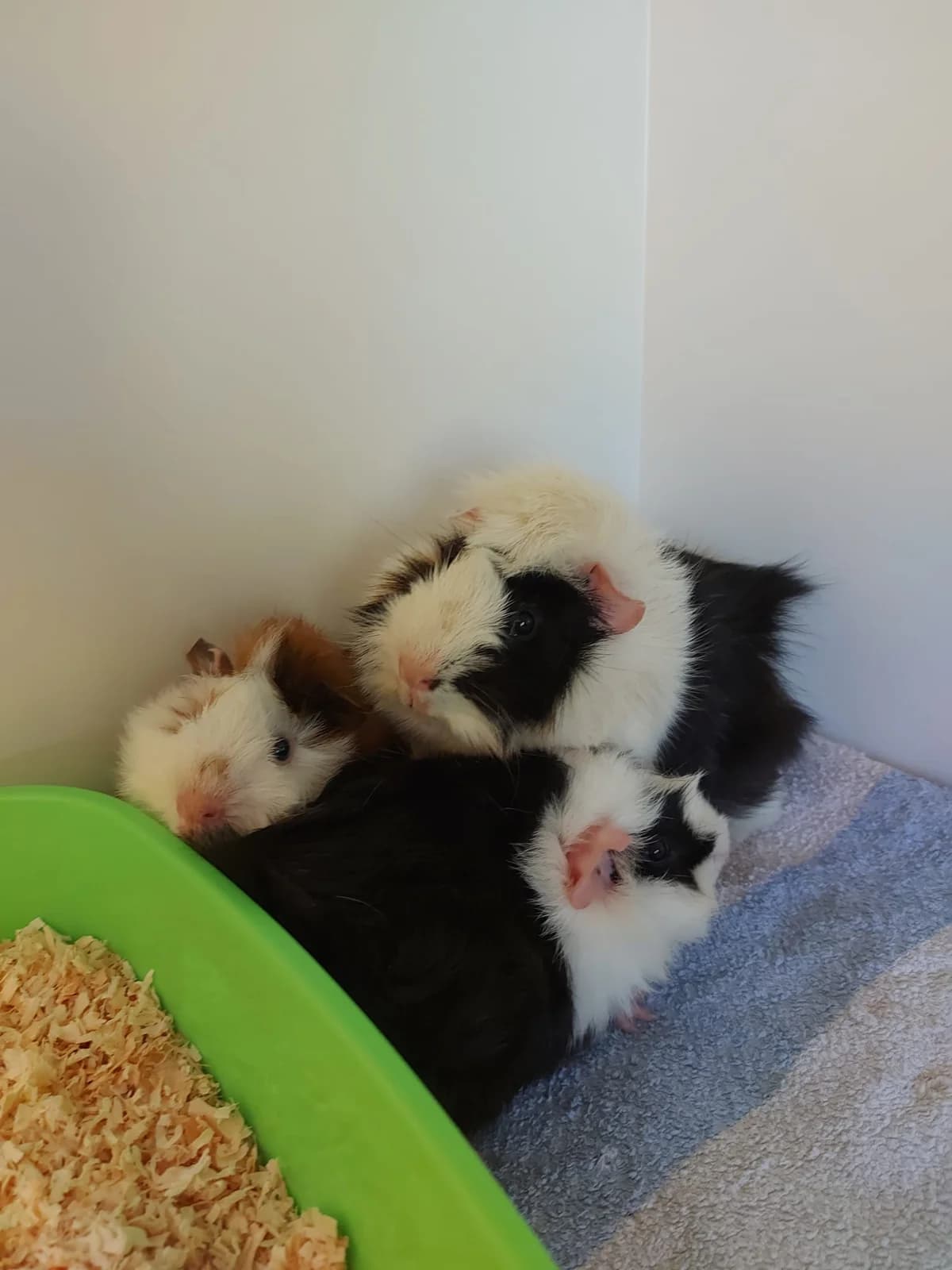 Rémy, Auguste, Linguini, tricolor male puppy mixed breed for adoption at Tierheim Neuwied, Neuwied
