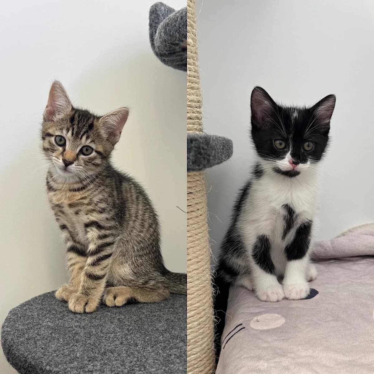 Edgar + Julie, European Shorthair for adoption at Tierheim Neuwied, Neuwied