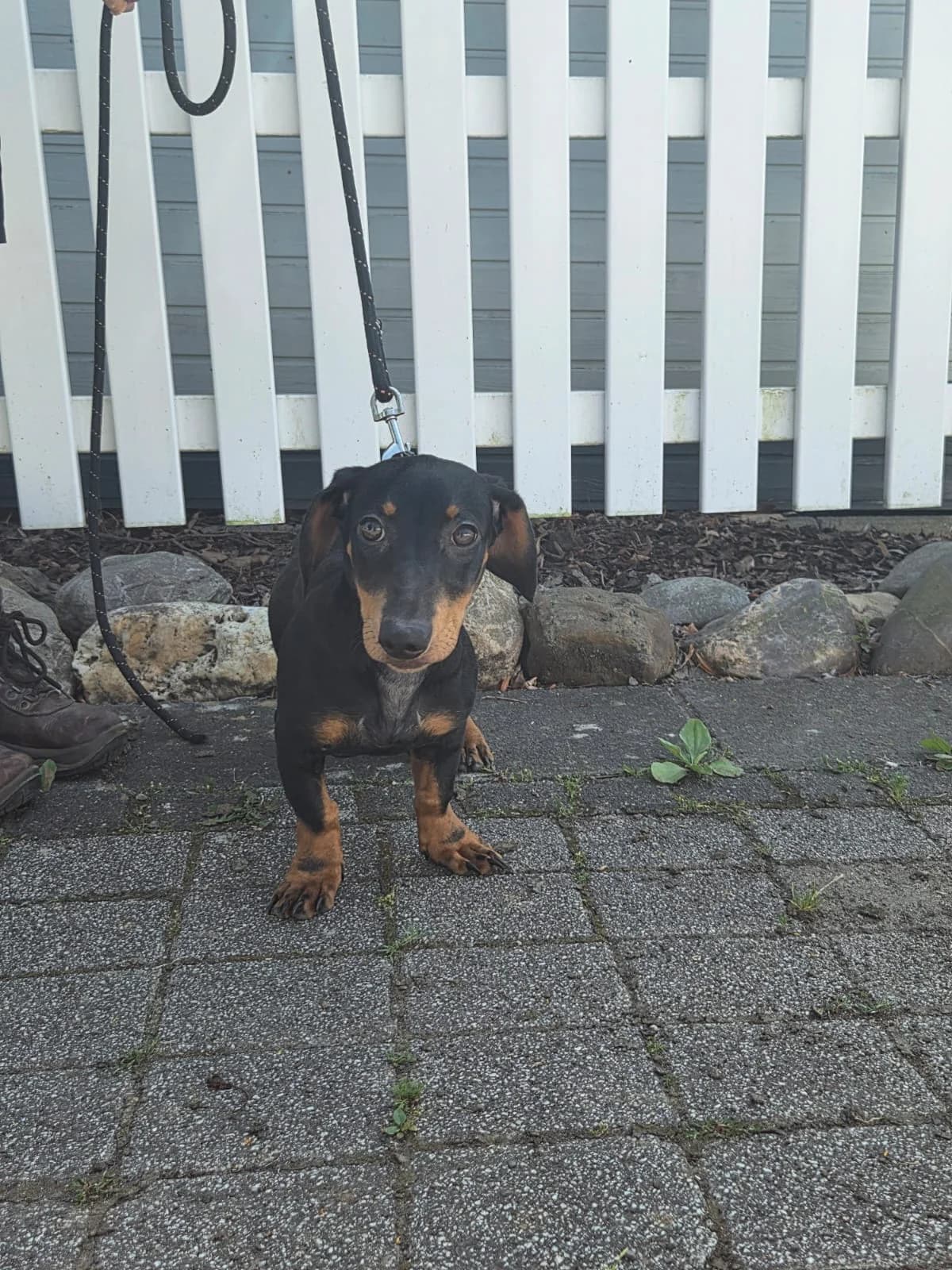 Leo, male puppy Dachshund for adoption at Tierheim Neuwied, Neuwied