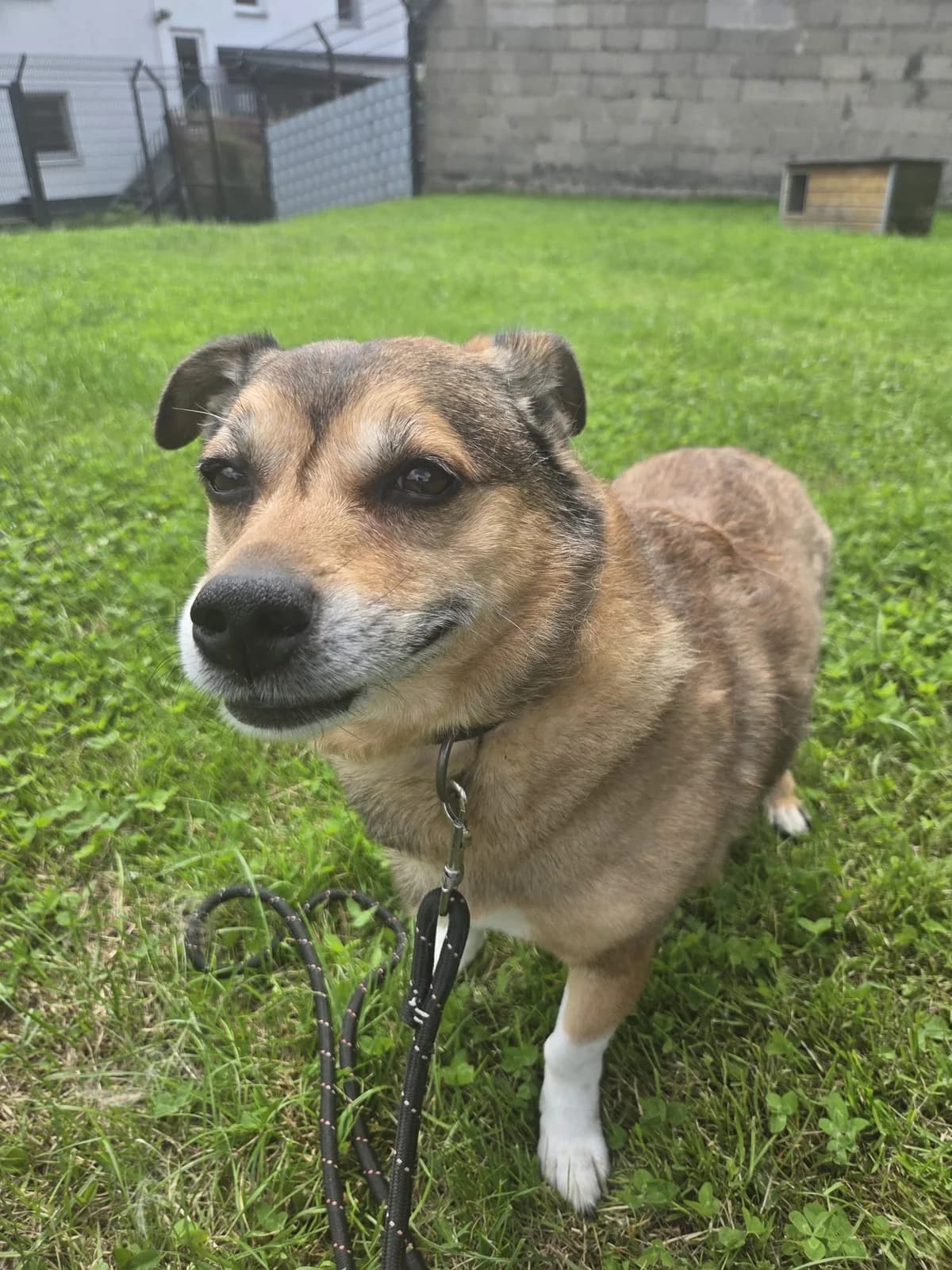 Toni, male senior Mixed Breed for adoption at Tierheim Neuwied, Neuwied