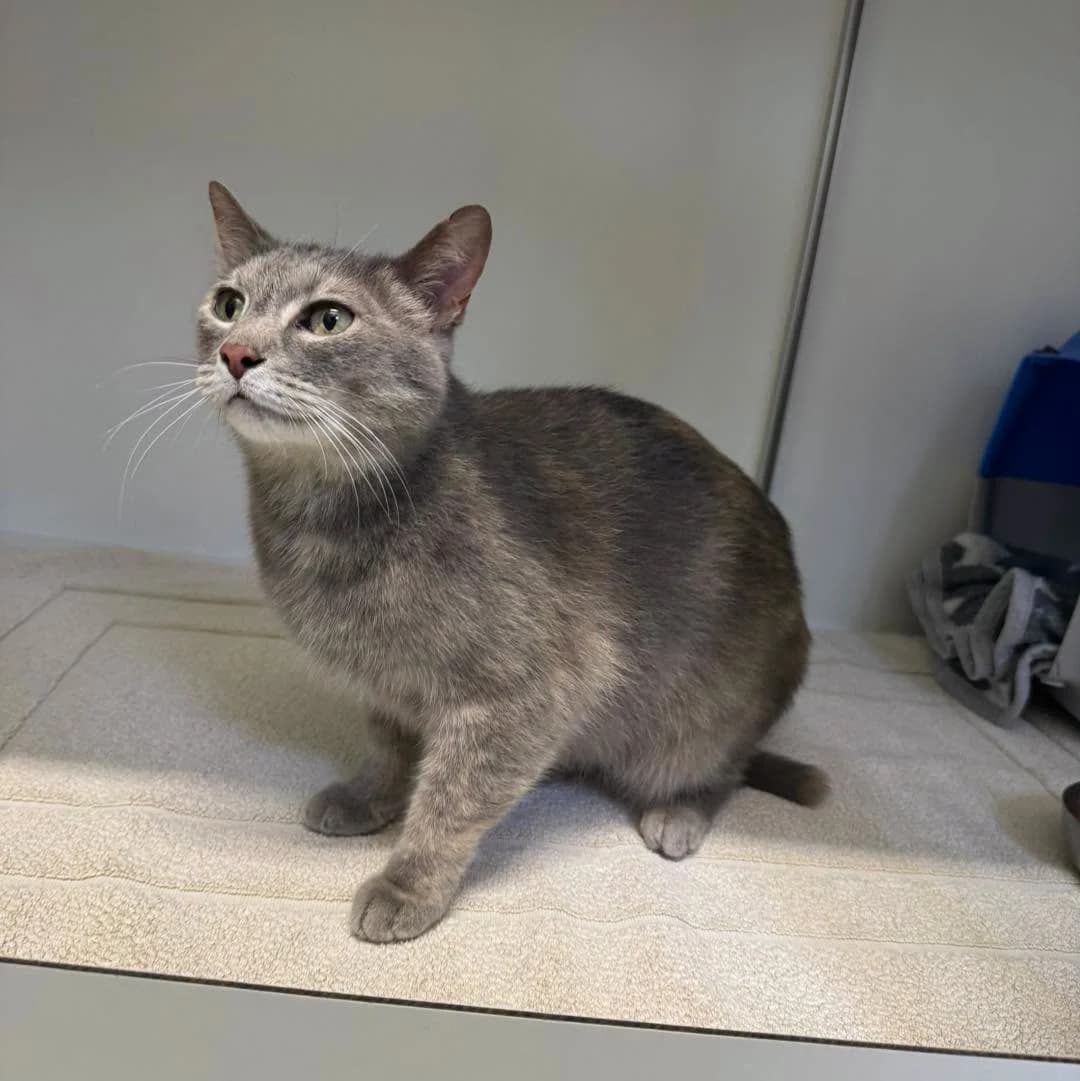 Fundkatze Urbach, female European Shorthair for adoption at Tierheim Neuwied, Neuwied