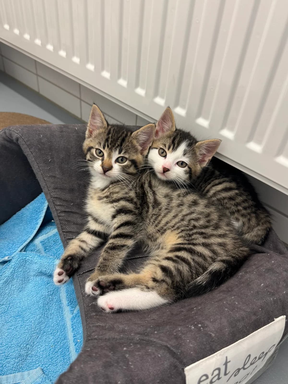 Bastiaan + Benjamin, male puppy European Shorthair for adoption at Tierheim Neuwied, Neuwied