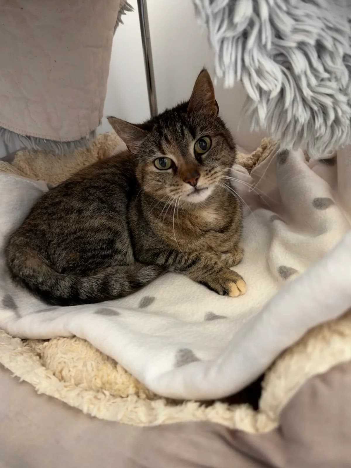 Miez, female European Shorthair for adoption at Tierheim Neuwied, Neuwied