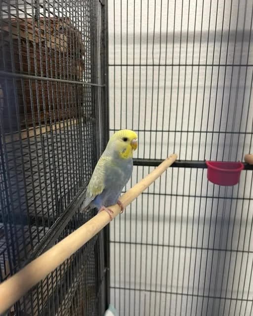 Wellensittich, male mixed breed for adoption at Tierheim Neuwied, Neuwied