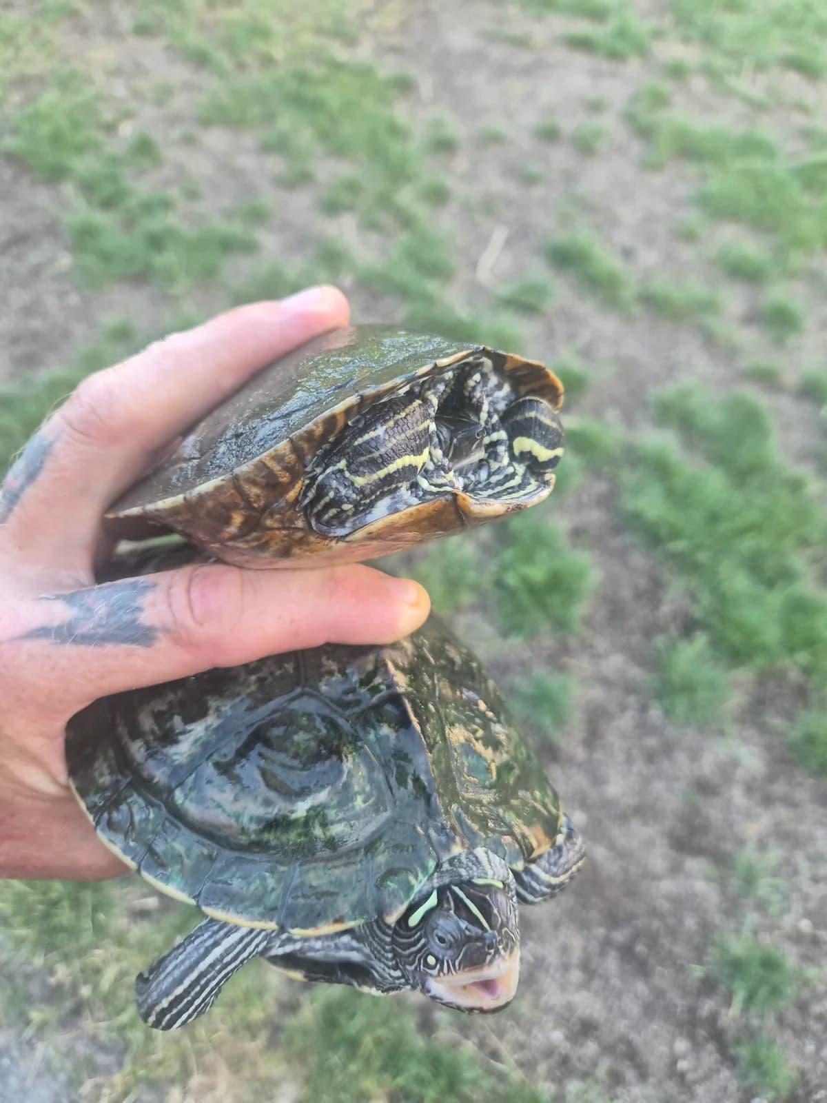 2 Höckerschildkröten, mixed breed for adoption at Tierheim Neuwied, Neuwied