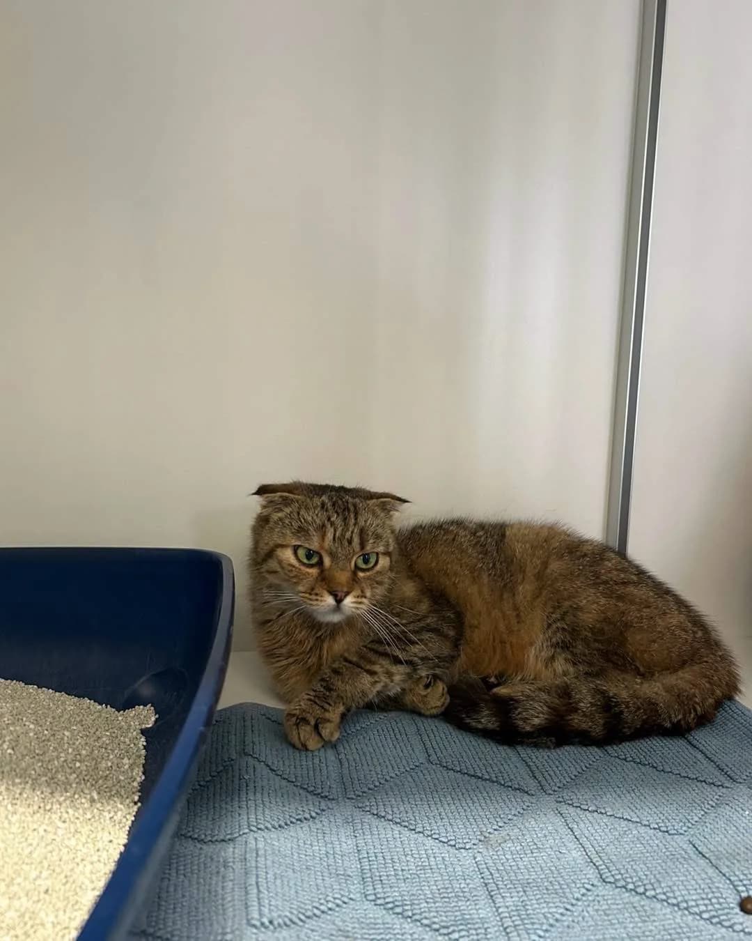 Fundkatze Irlich, female Scottish Fold for adoption at Tierheim Neuwied, Neuwied
