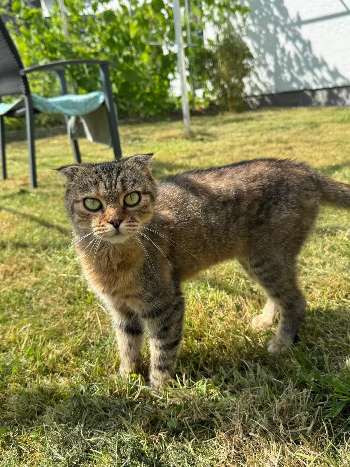 Nellie, Getigert female 3yo Scottish Fold for adoption at Tierheim Neuwied, Neuwied
