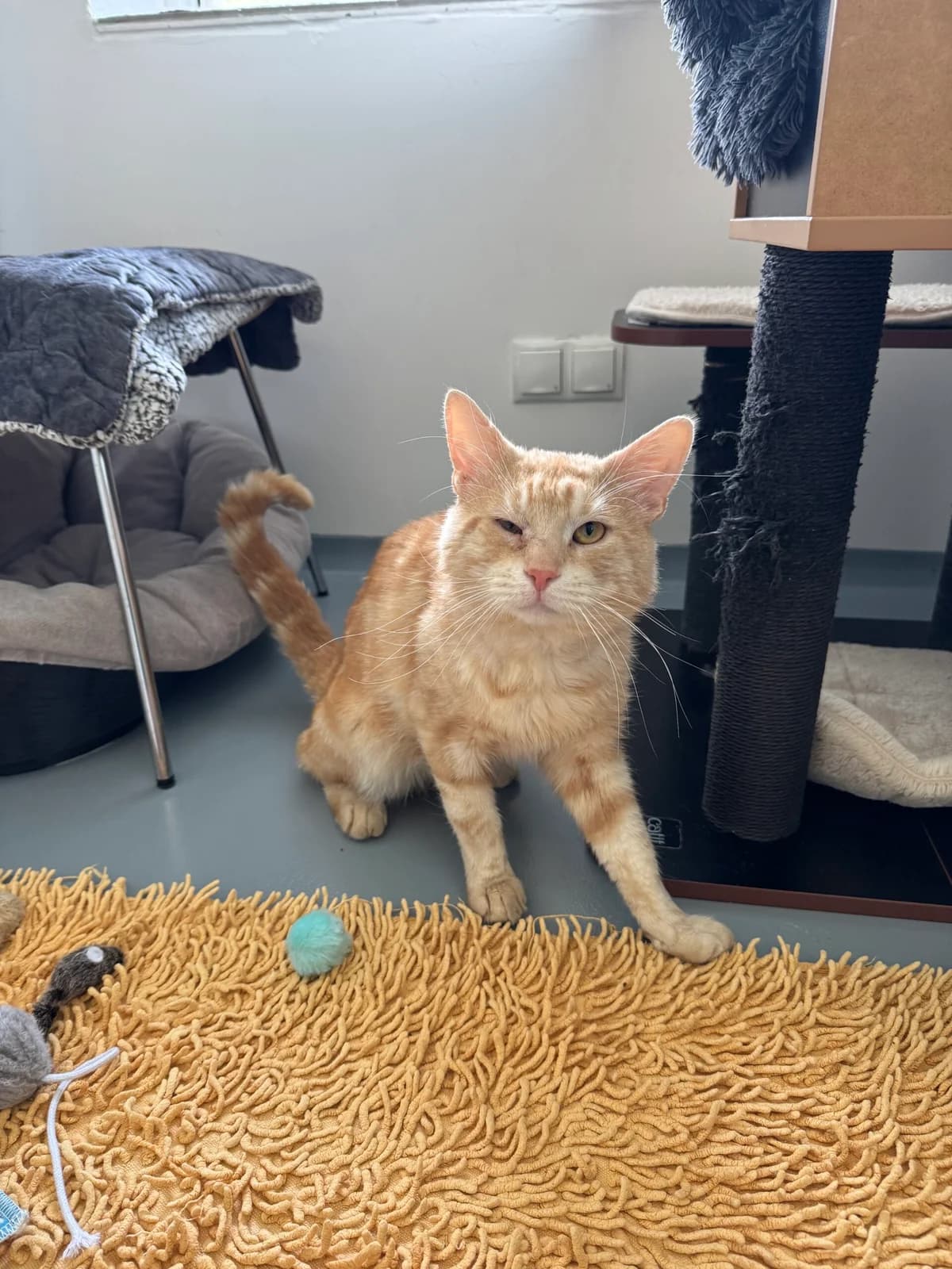 Fundkatze aus Kurtscheid, Rot/weiß male European Shorthair for adoption at Tierheim Neuwied, Neuwied
