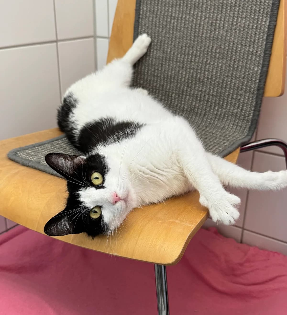 Zora, Schwarz/weiΓ female 4yo European Shorthair for adoption at Tierheim Neuwied, Neuwied