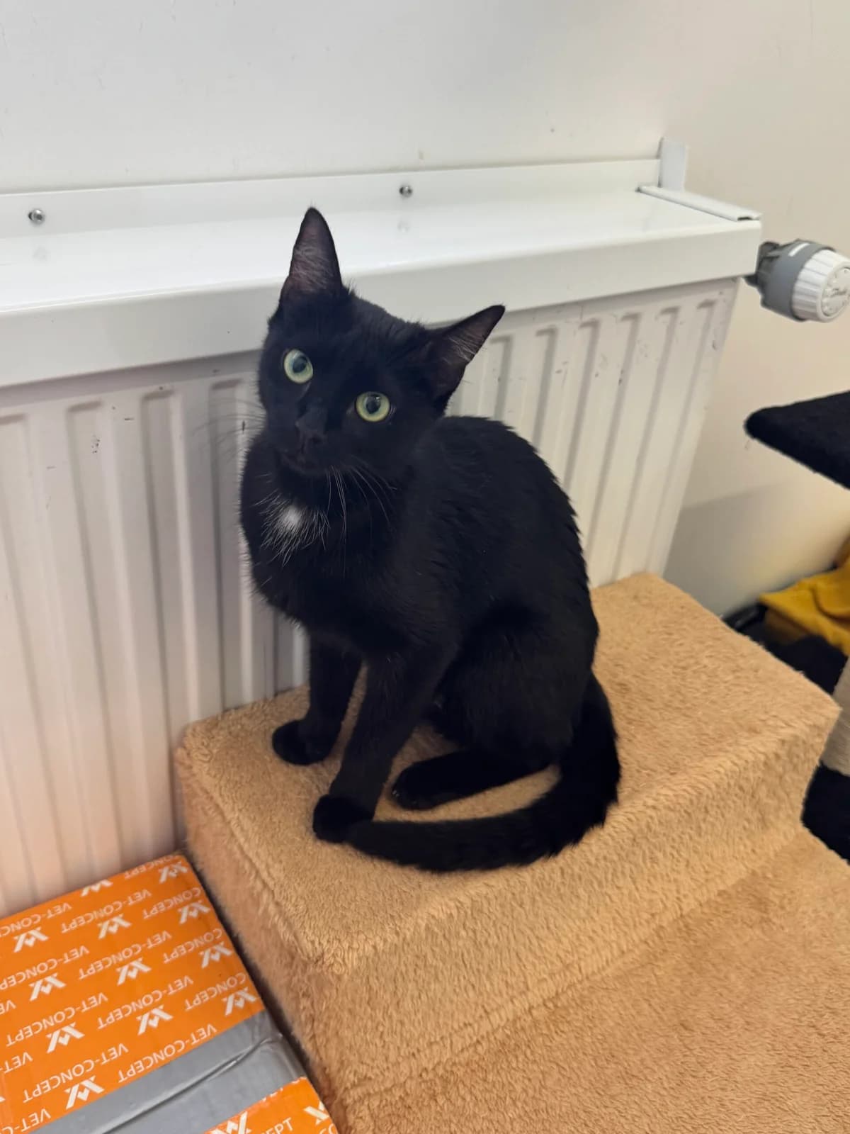 Demi, female young European Shorthair for adoption at Tierheim Neuwied, Neuwied