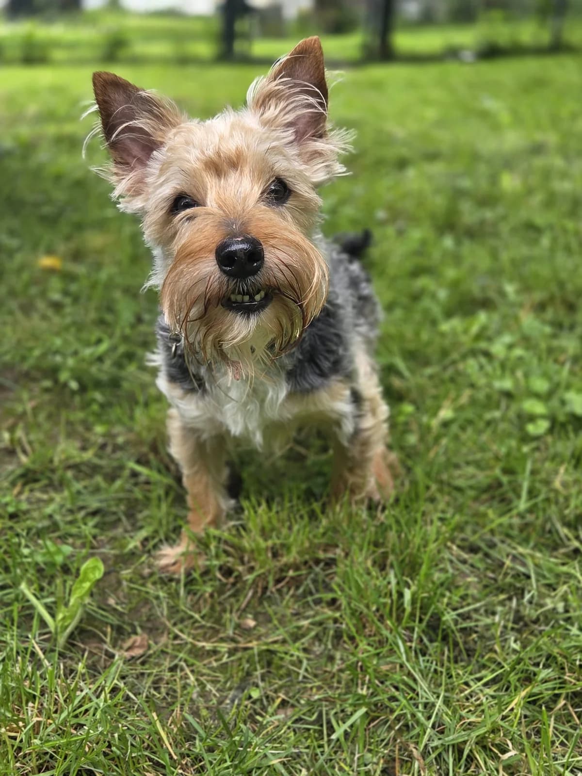 Chewbacca, male senior Yorkshire Terrier for adoption at Tierheim Neuwied, Neuwied