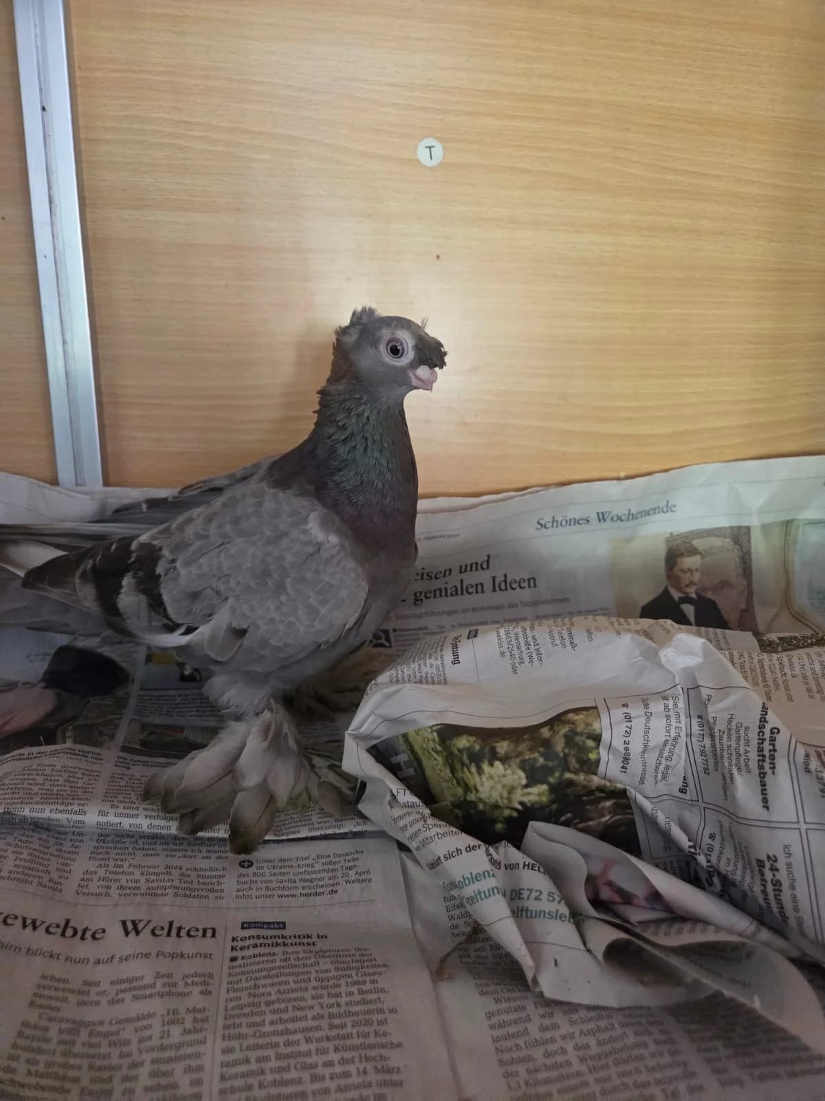 Fundtaube, mixed breed for adoption at Tierheim Neuwied, Neuwied