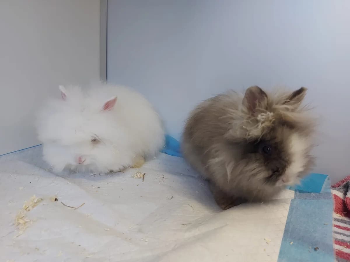 Fundkaninchen Bonefeld, female mixed breed for adoption at Tierheim Neuwied, Neuwied