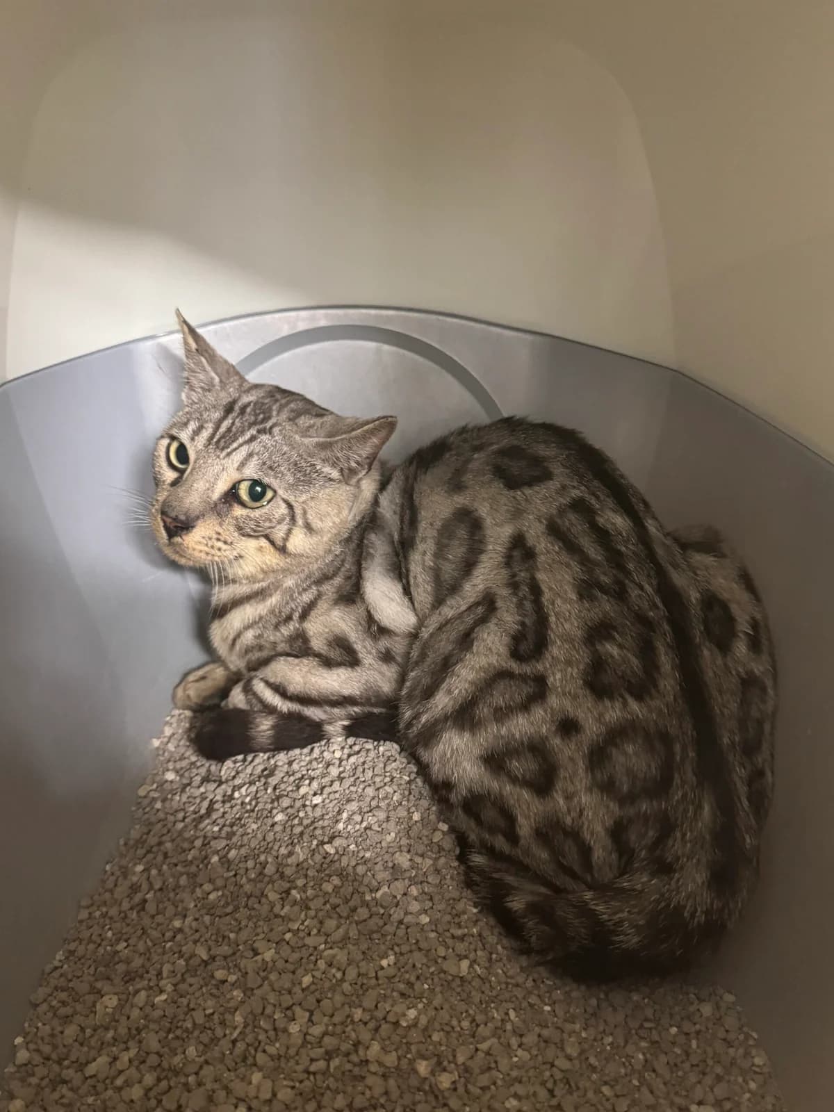 Fundkater aus Gladbach, male Bengal for adoption at Tierheim Neuwied, Neuwied
