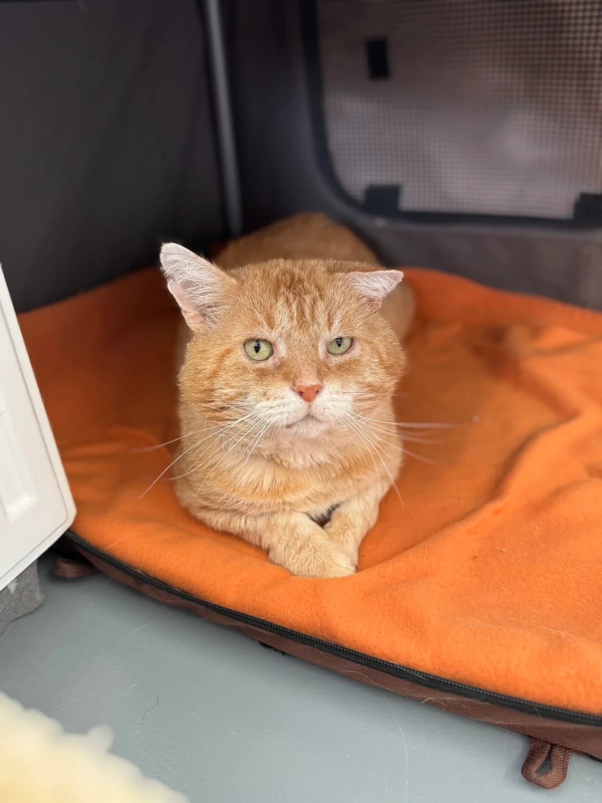 Rusty, male European Shorthair for adoption at Tierheim Neuwied, Neuwied