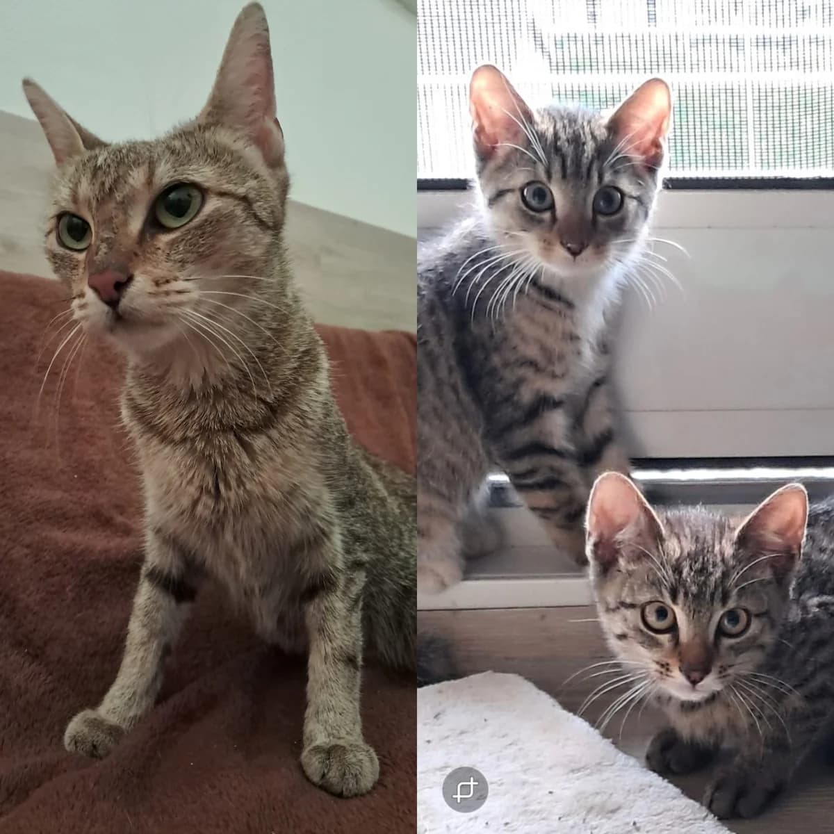 Fundkatze + Kitten aus, European Shorthair for adoption at Tierheim Neuwied, Neuwied