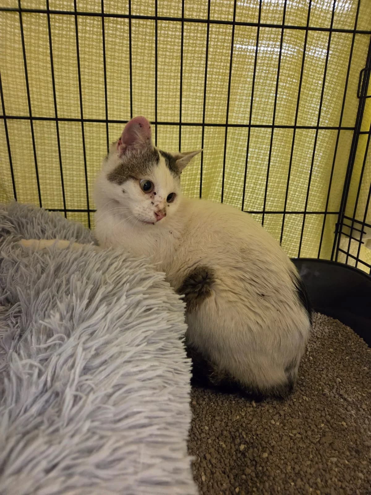 Fundkater aus Kurtscheid, male puppy European Shorthair for adoption at Tierheim Neuwied, Neuwied