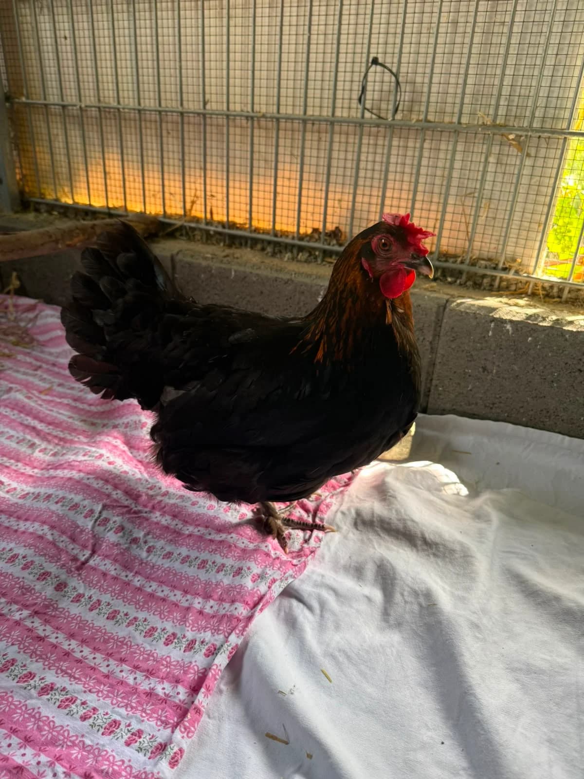Fundhuhn Oberbieber, schwarz-braun female puppy mixed breed for adoption at Tierheim Neuwied, Neuwied