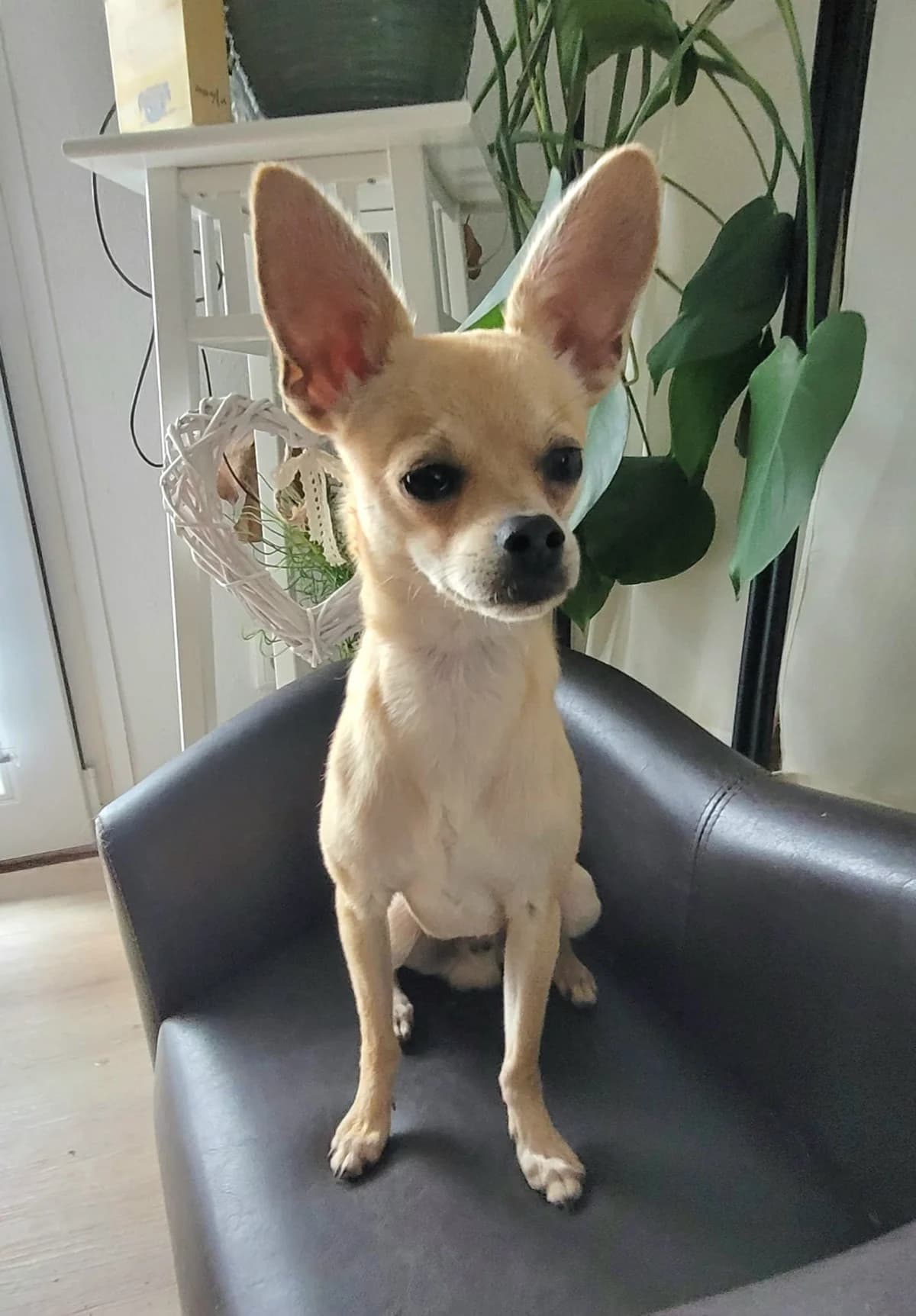 Nils, male puppy Chihuahua for adoption at Tierheim Neuwied, Neuwied