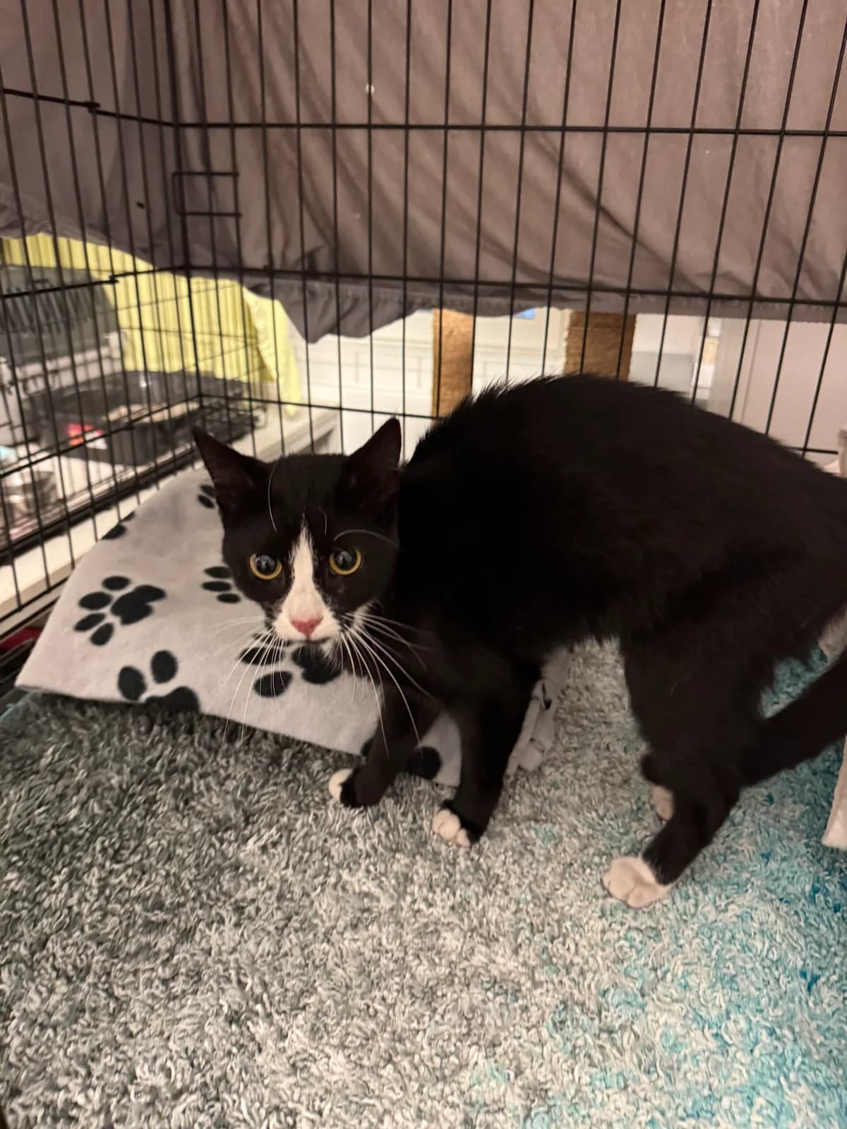 Fundkatze, female European Shorthair for adoption at Tierheim Neuwied, Neuwied