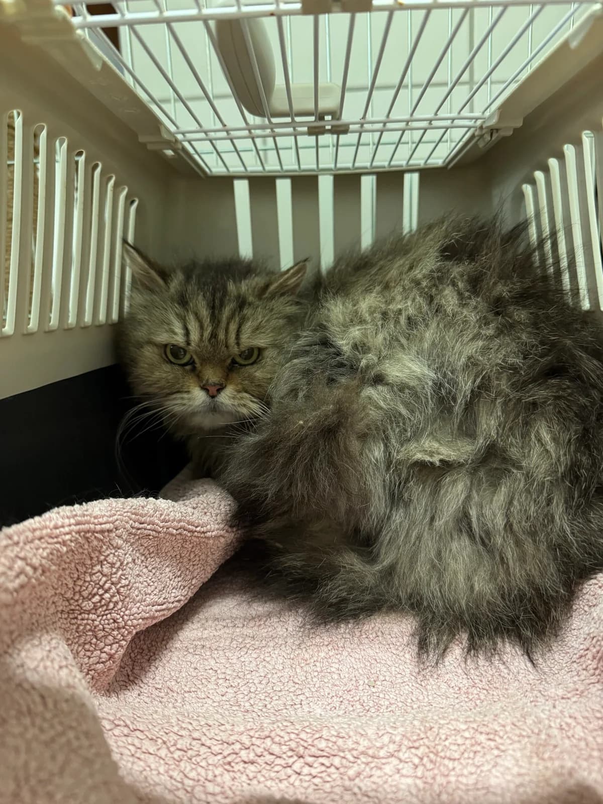 Fundkatze Rheinbrohl, female Persian for adoption at Tierheim Neuwied, Neuwied