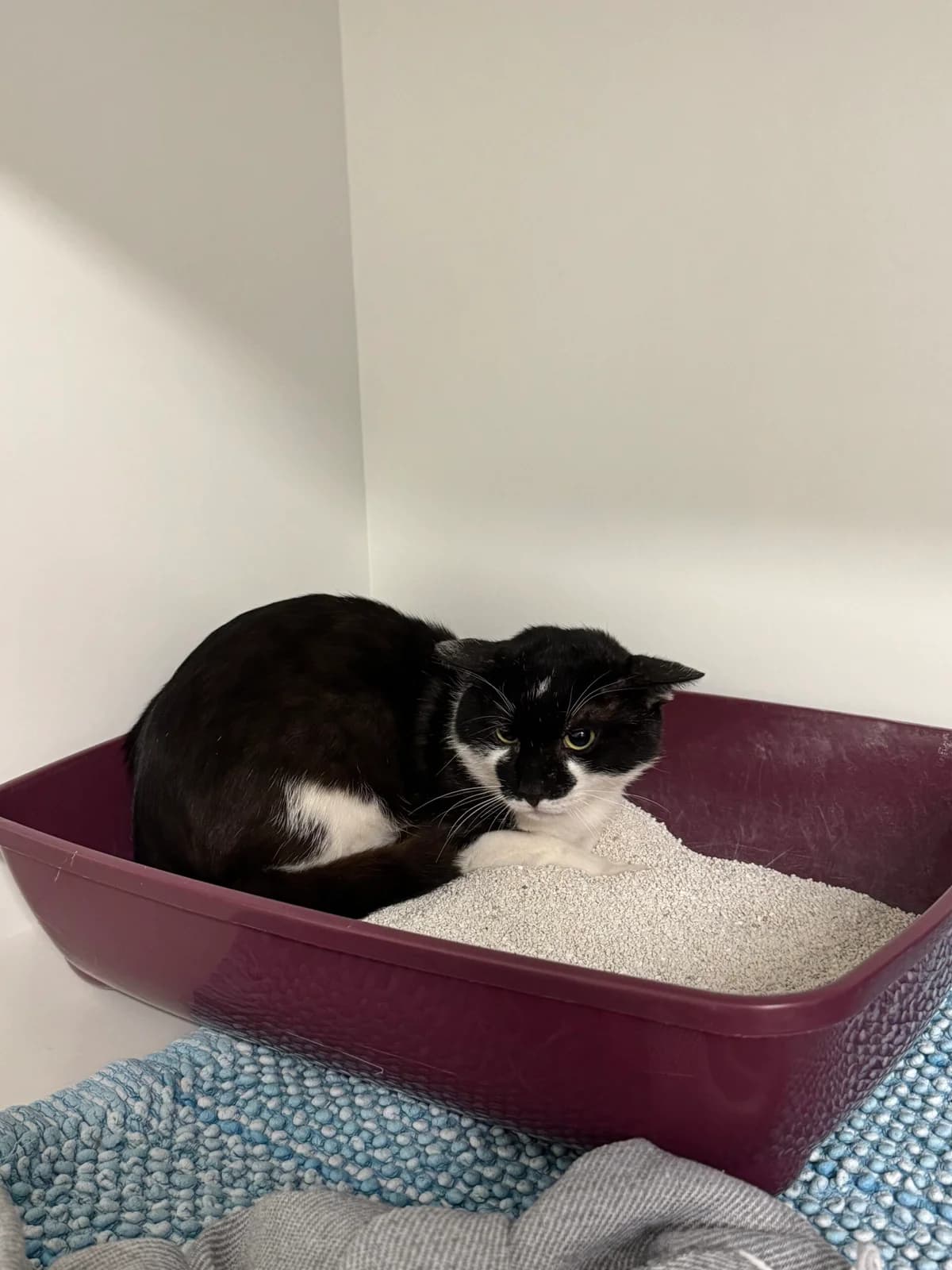 Fundkatze Heddesdorf, male European Shorthair for adoption at Tierheim Neuwied, Neuwied