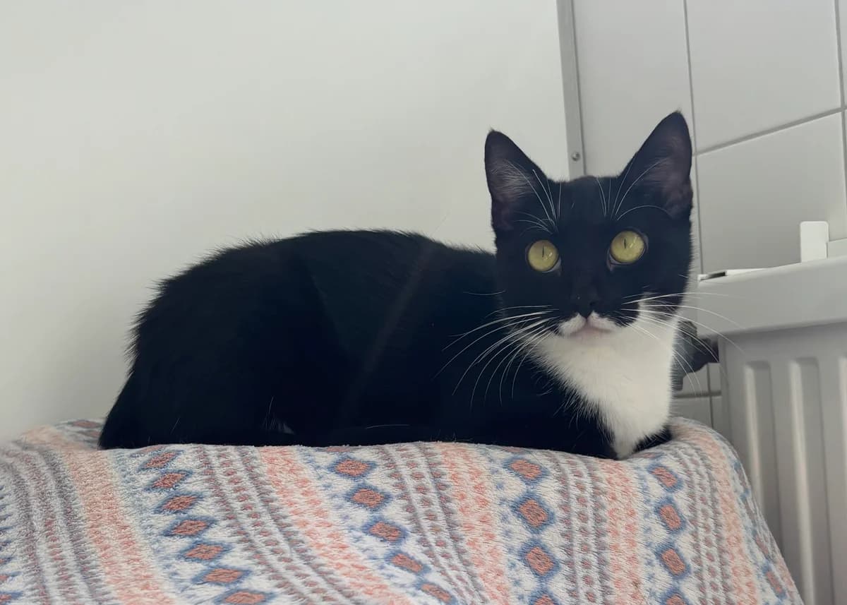 Chanel, female young European Shorthair for adoption at Tierheim Neuwied, Neuwied