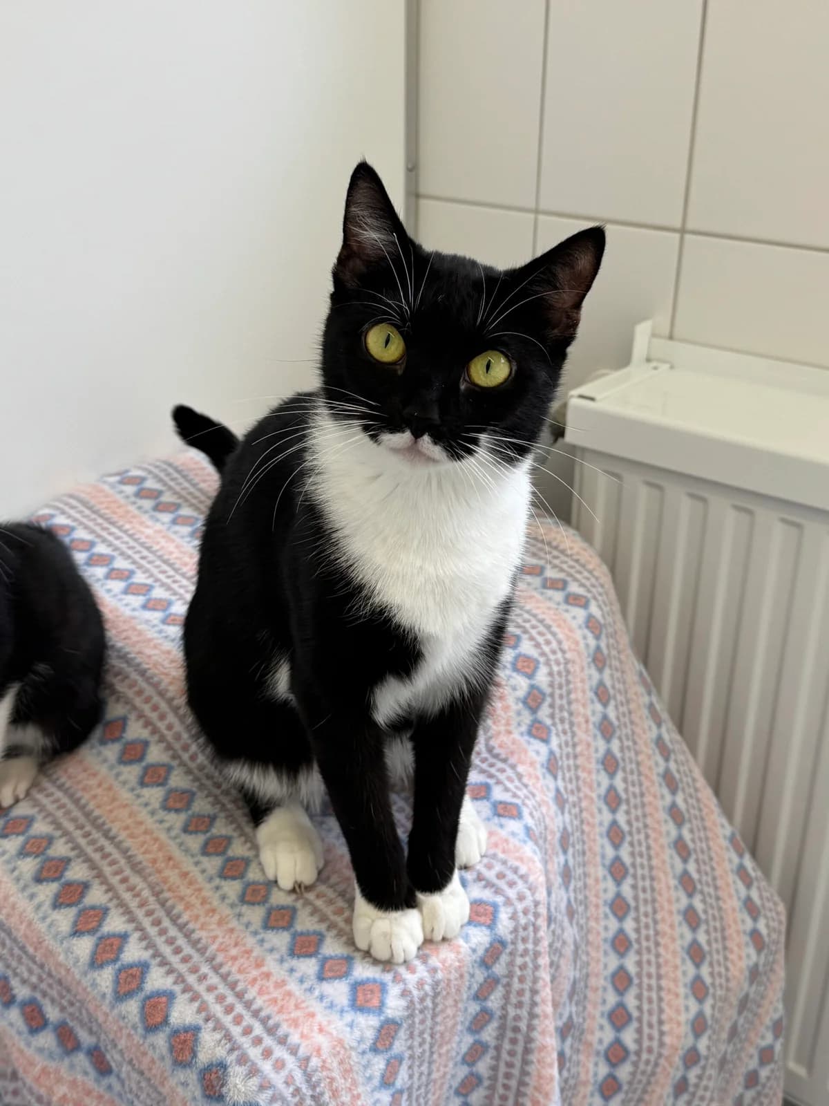 Chanel, female young European Shorthair for adoption at Tierheim Neuwied, Neuwied