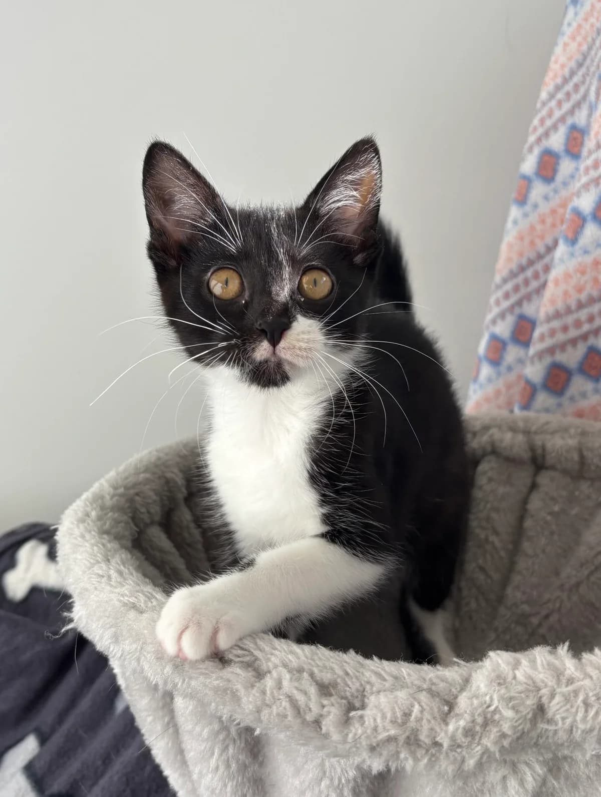 Coco, female puppy European Shorthair for adoption at Tierheim Neuwied, Neuwied