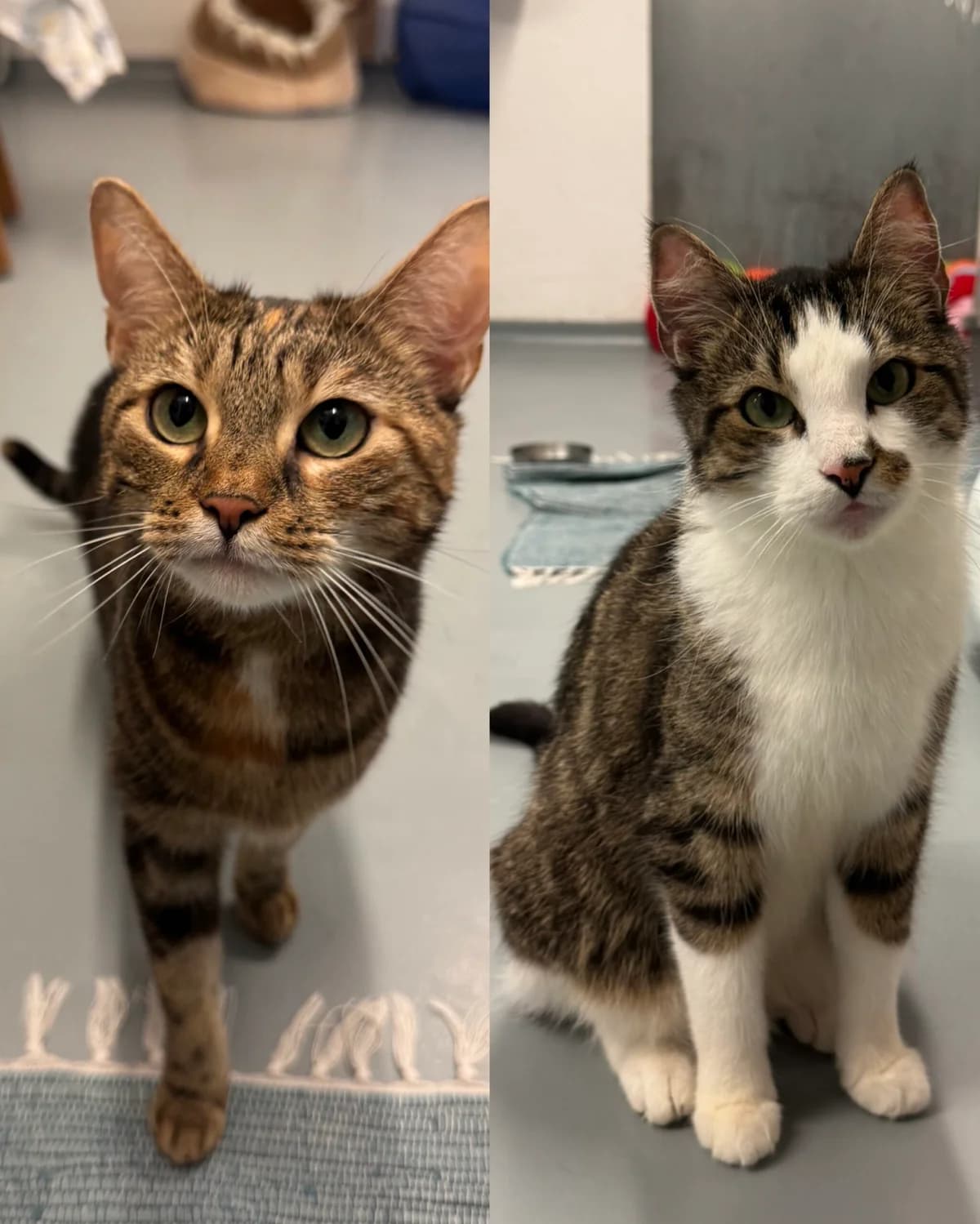 Tiger + Bienchen, European Shorthair for adoption at Tierheim Neuwied, Neuwied
