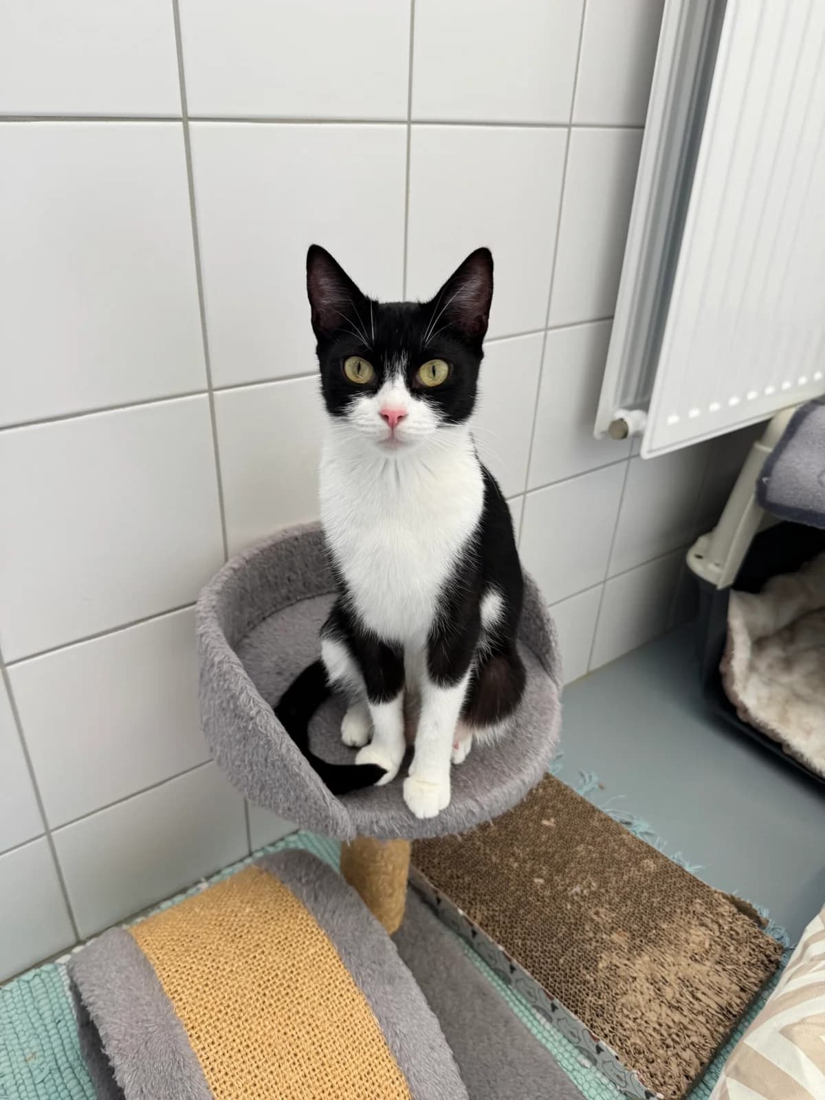 Regina, female young European Shorthair for adoption at Tierheim Neuwied, Neuwied