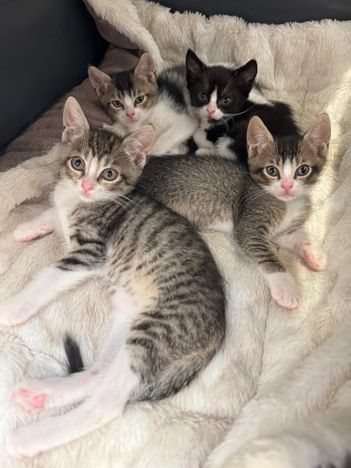 Estelle, Cecilia, Jack, Marvin, puppy European Shorthair for adoption at Tierheim Neuwied, Neuwied