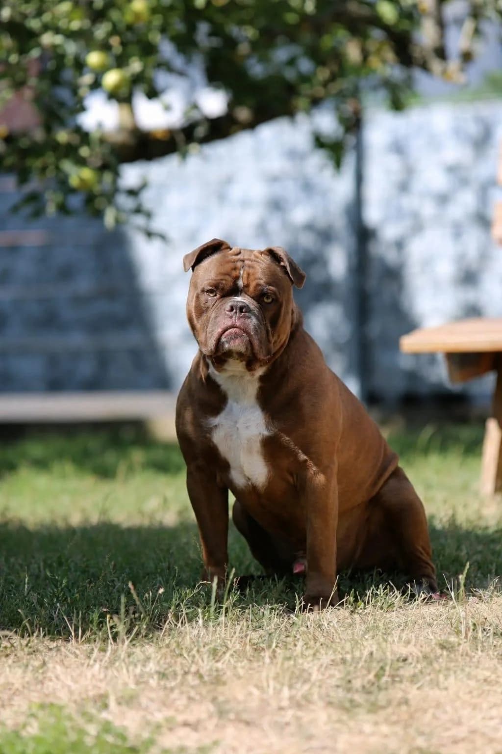 Toni, chocolate male 3yo mixed breed for adoption at Tierheim Neuwied, Neuwied
