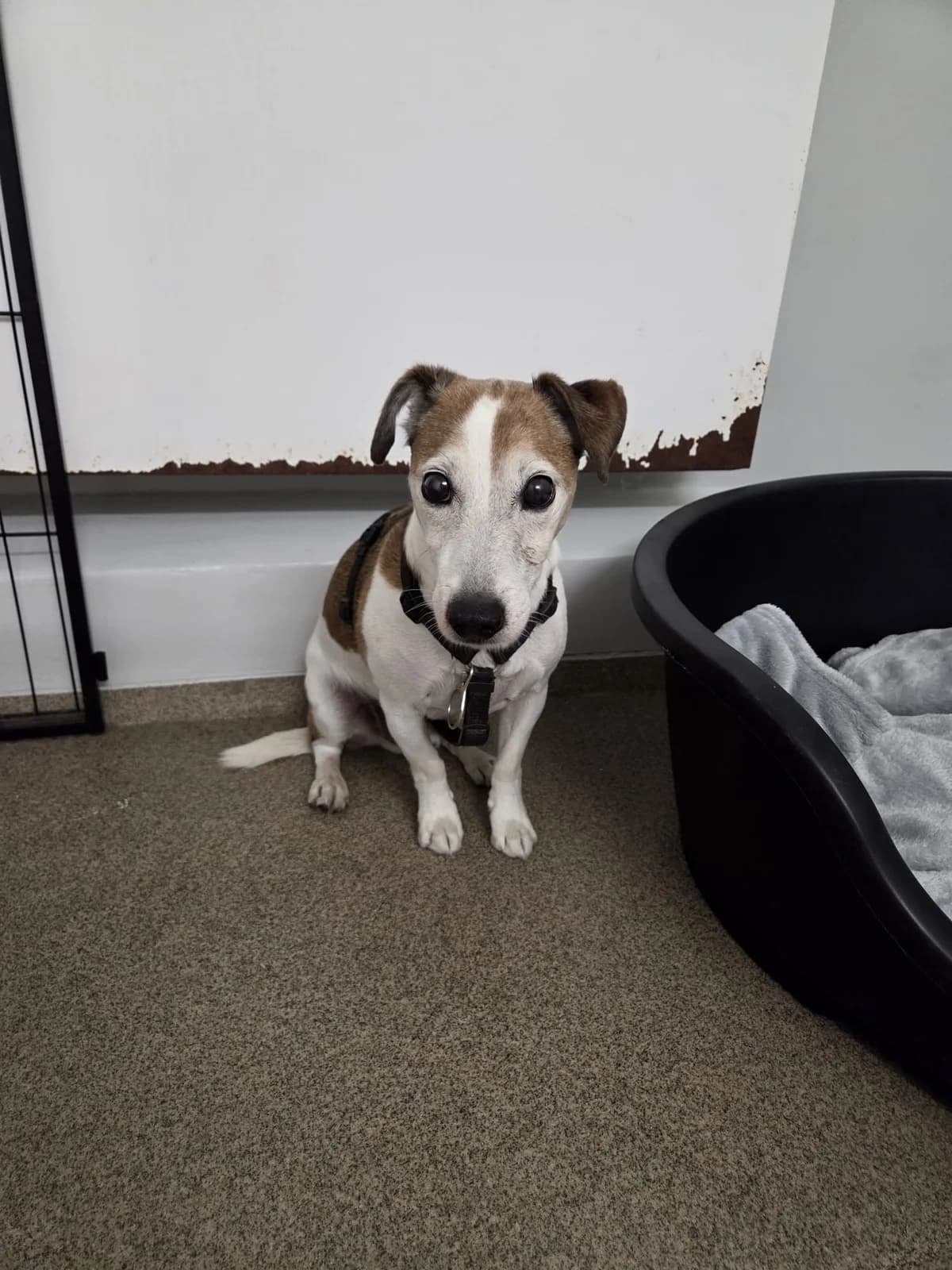 Fundhund Oberbieber, weiß-braun male Jack Russell Terrier for adoption at Tierheim Neuwied, Neuwied