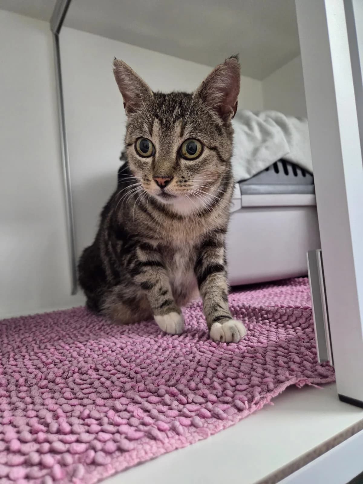 Fundkatze, getigert female puppy European Shorthair for adoption at Tierheim Neuwied, Neuwied