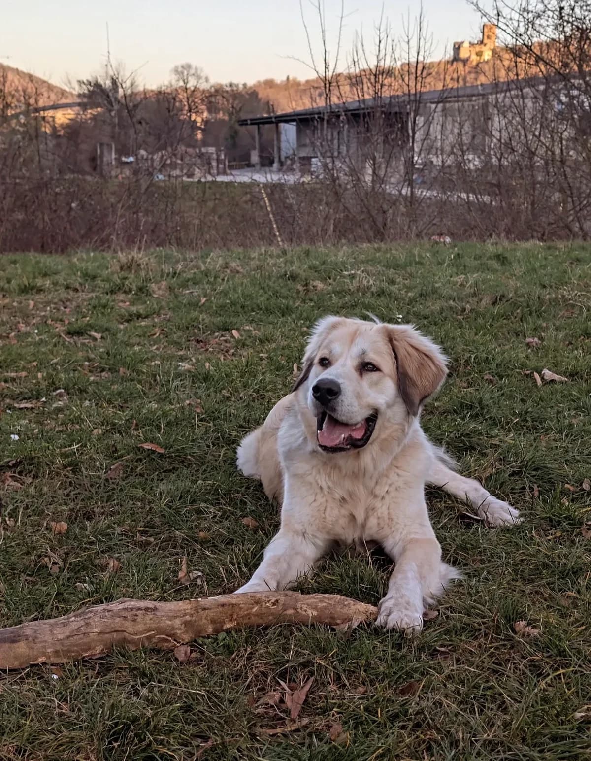 Adonis, beige male young mixed breed for adoption at Tierheim Neuwied, Neuwied