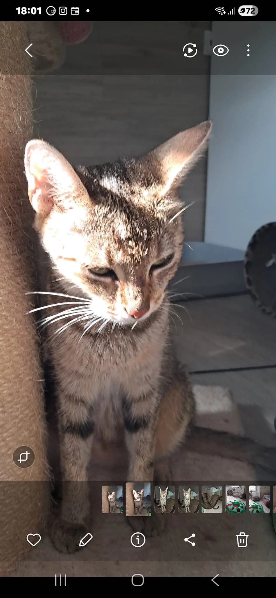 Heidi, female young European Shorthair for adoption at Tierheim Neuwied, Neuwied