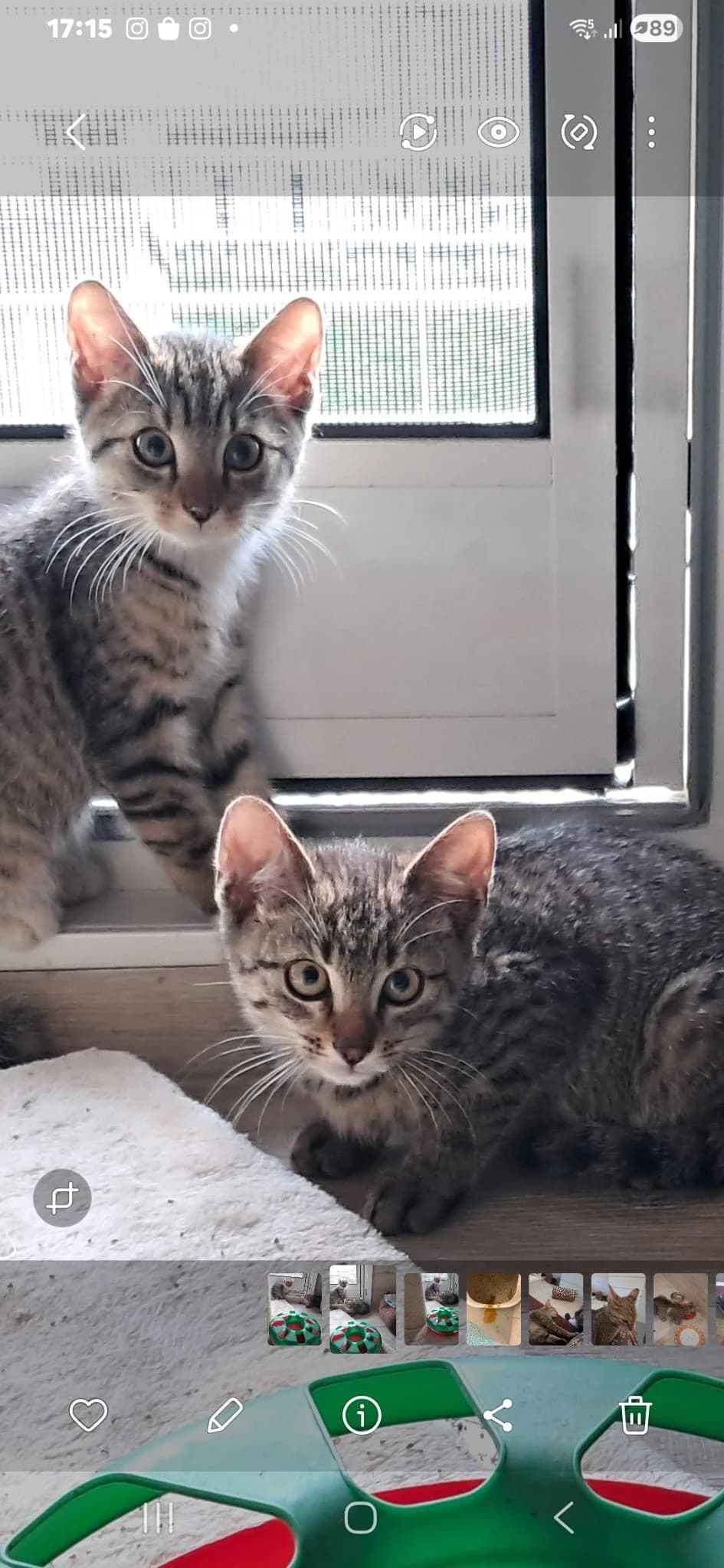 Tom + Bill, male puppy European Shorthair for adoption at Tierheim Neuwied, Neuwied