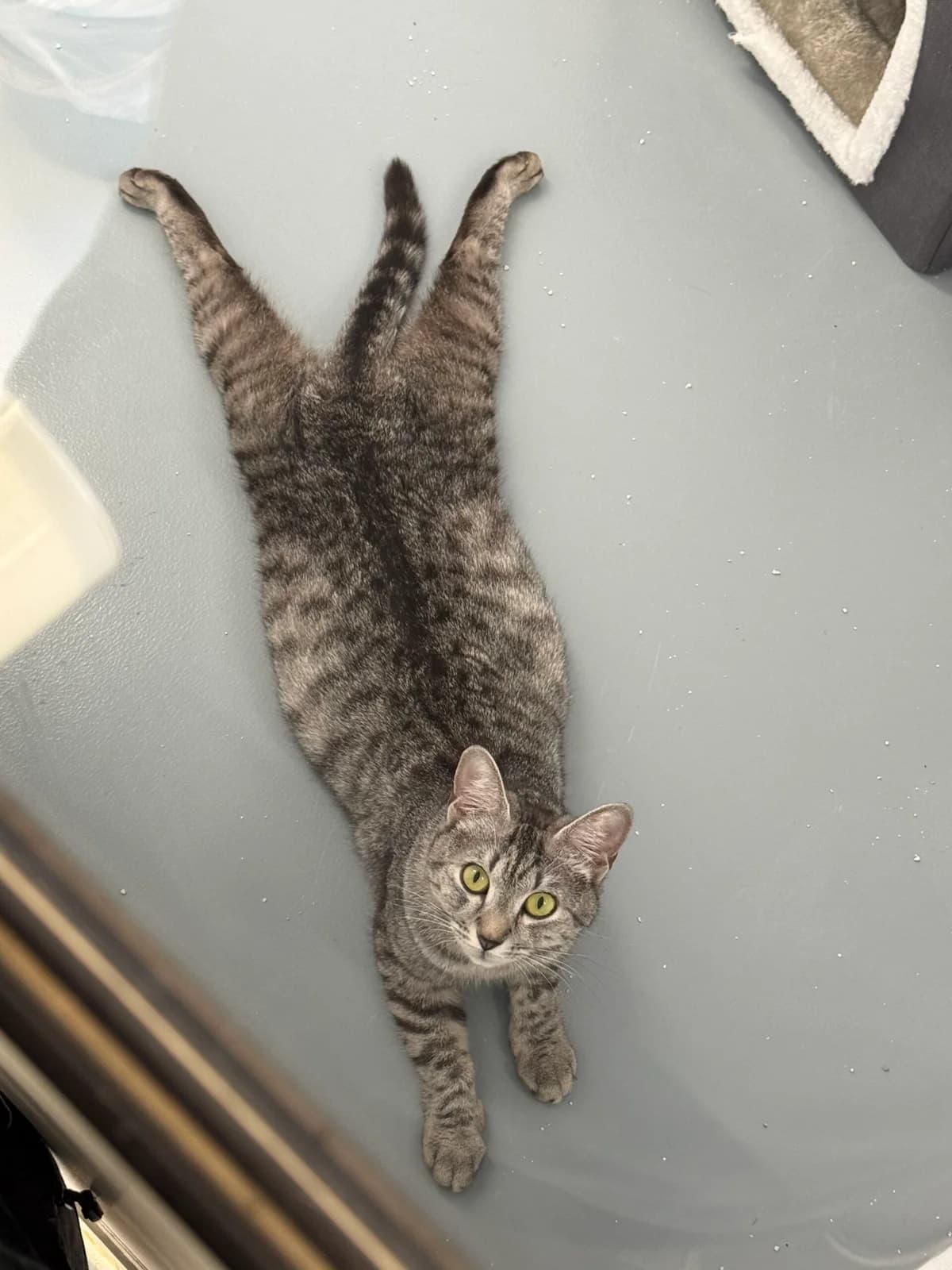 Rhea, female young European Shorthair for adoption at Tierheim Neuwied, Neuwied