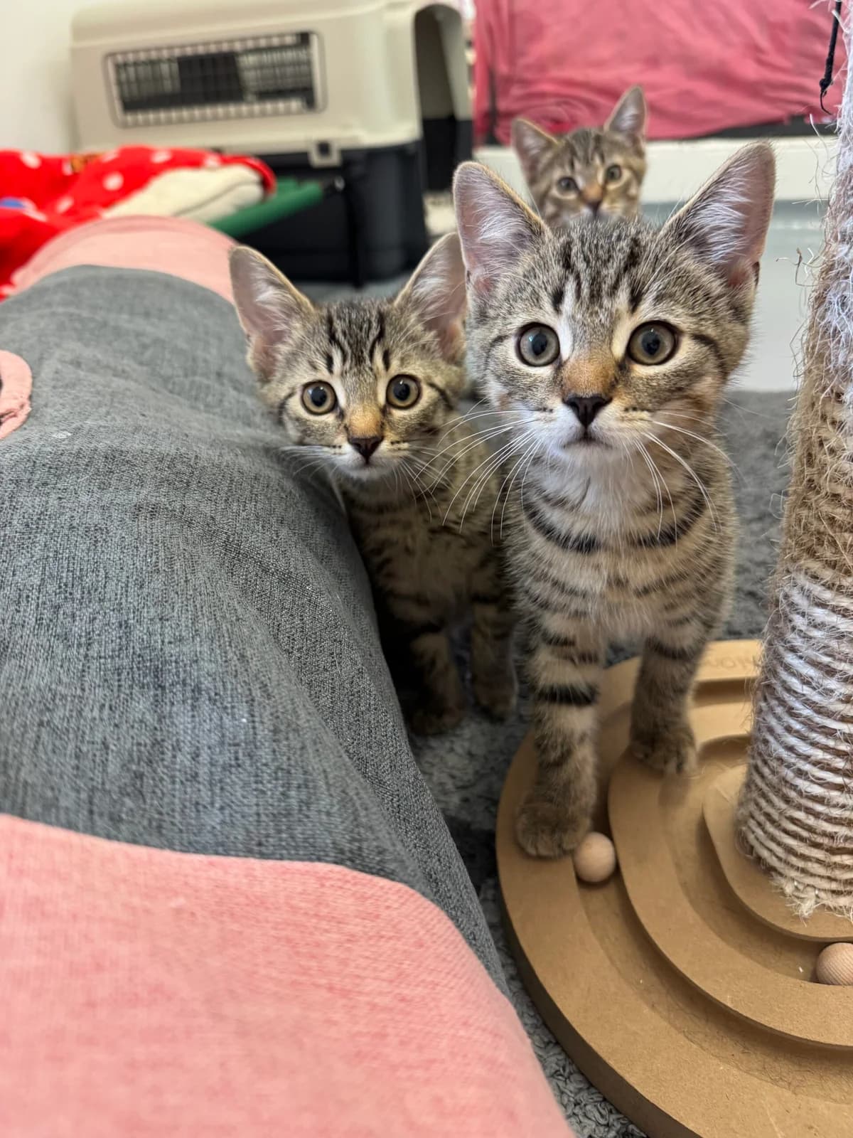 Jonas + Tadej, male puppy European Shorthair for adoption at Tierheim Neuwied, Neuwied