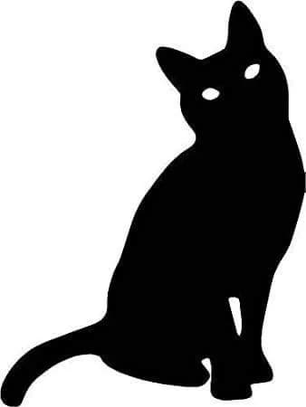 Totfund Neuwied Yachthafen, rot male European Shorthair for adoption at Tierheim Neuwied, Neuwied