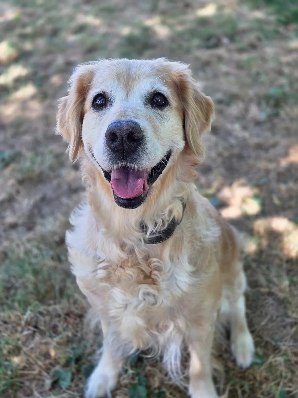 Amy, golden female senior Golden Retriever for adoption at Tierheim Neuwied, Neuwied