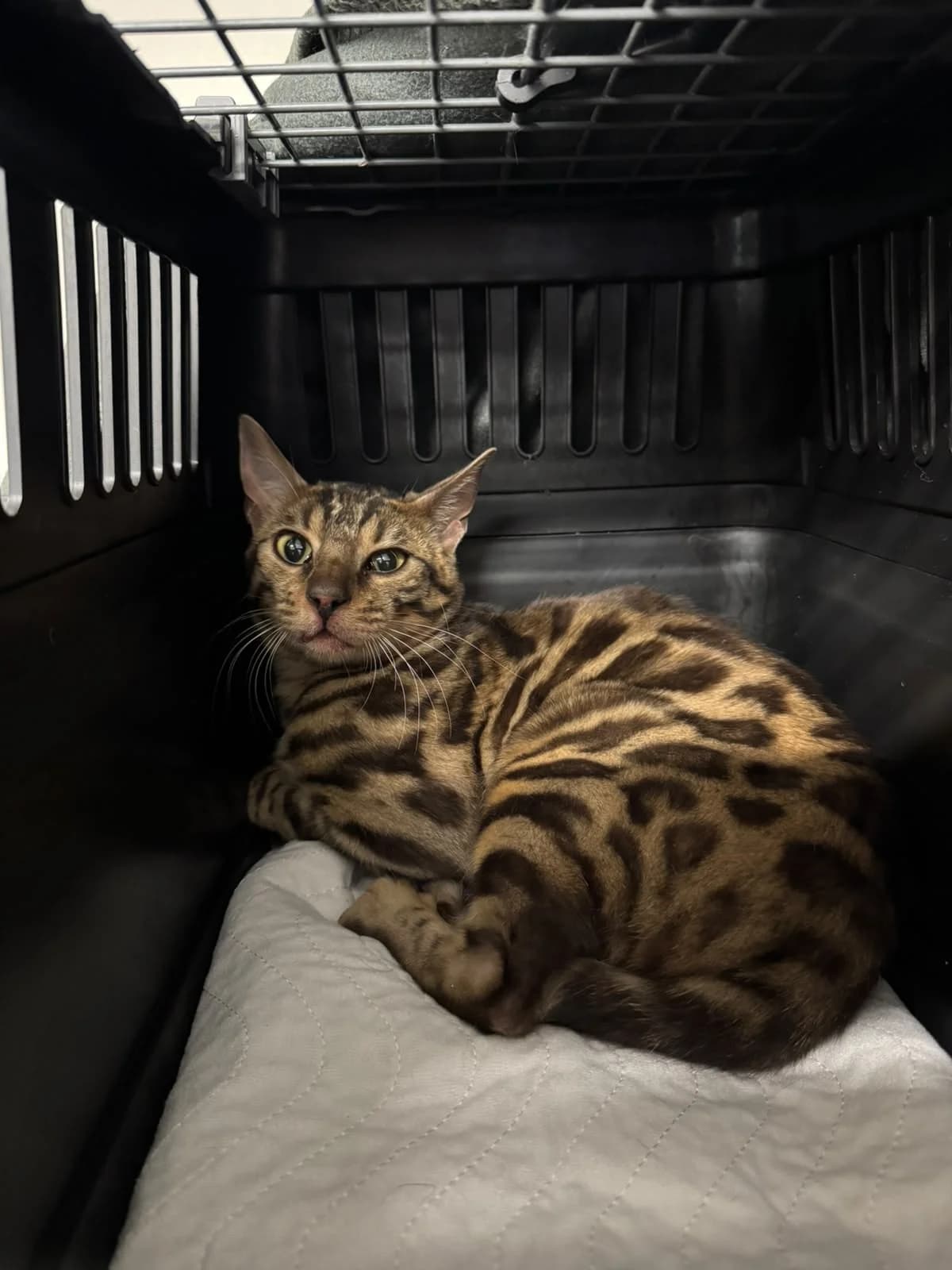 Fundkatze Gladbach, spotted brown male Bengal for adoption at Tierheim Neuwied, Neuwied