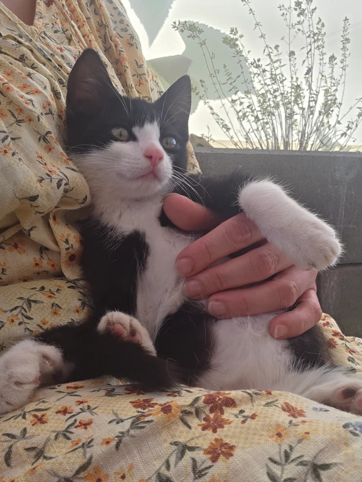 Fundkitten Thalhausen, schwarz/weiß male European Shorthair for adoption at Tierheim Neuwied, Neuwied