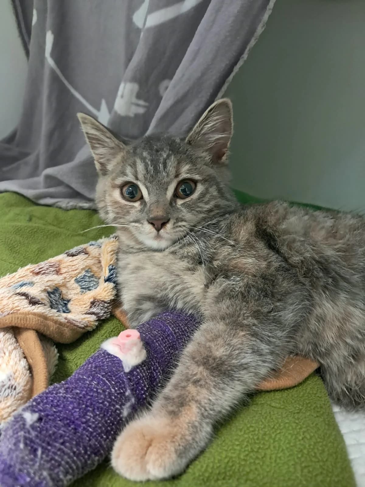 Fundkatze Niederbieber, female European Shorthair for adoption at Tierheim Neuwied, Neuwied