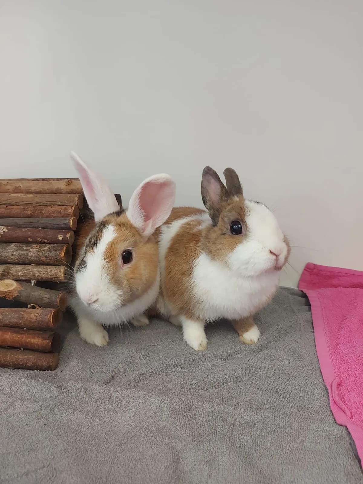 Mango + Papaya, tricolor female young mixed breed for adoption at Tierheim Neuwied, Neuwied