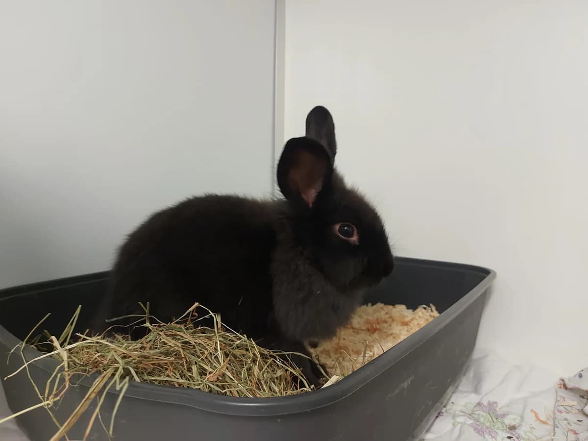 Fundkaninchen, male mixed breed for adoption at Tierheim Neuwied, Neuwied