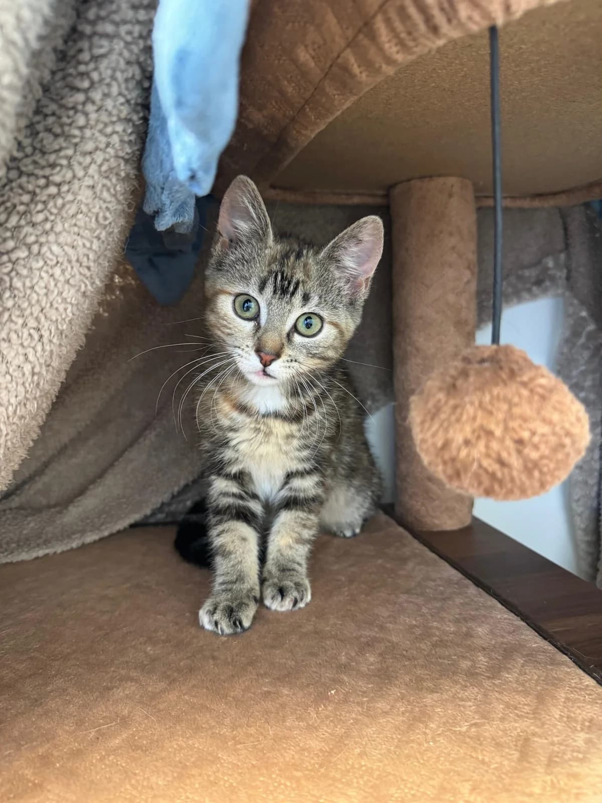 Tui, getigert female puppy European Shorthair for adoption at Tierheim Neuwied, Neuwied