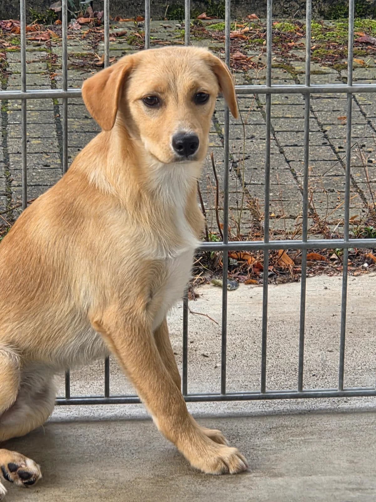 Eiko, male puppy Mixed Breed for adoption at Tierheim Neuwied, Neuwied