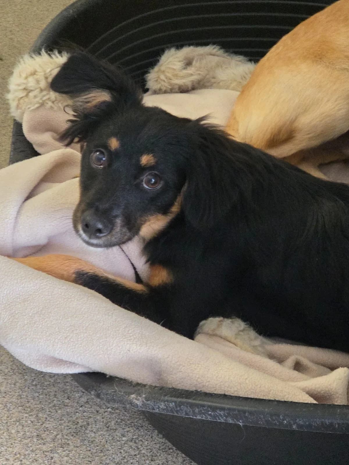 Emmy, female puppy Mixed Breed for adoption at Tierheim Neuwied, Neuwied